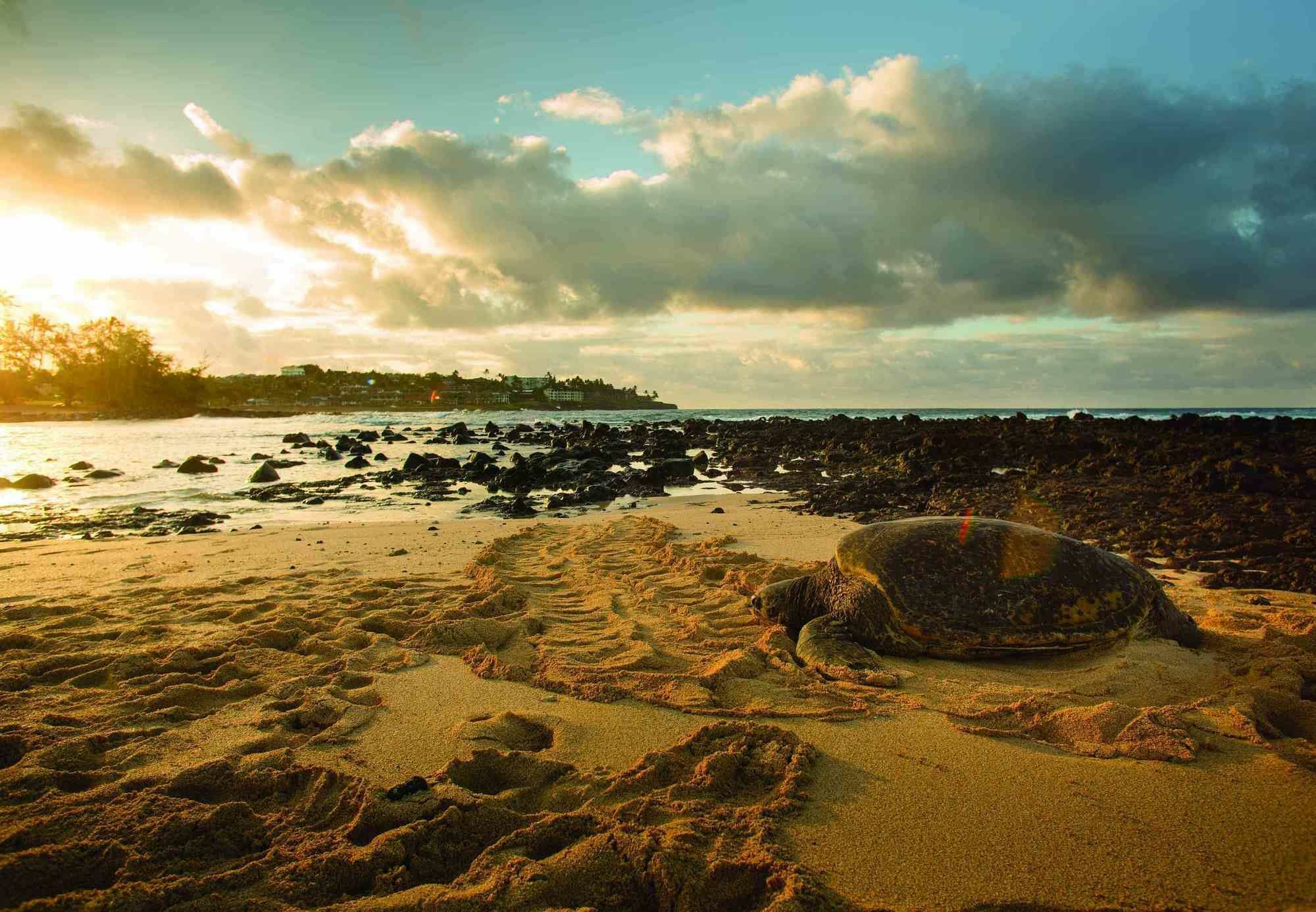 Marriott'S Waiohai Beach Club Koloa Bagian luar foto